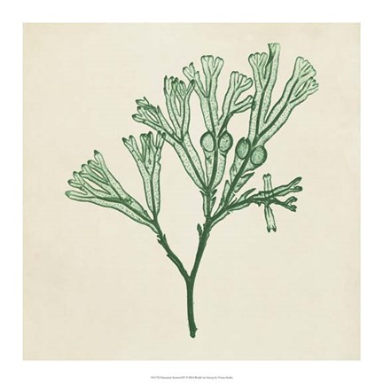 Framed Chromatic Seaweed IV Print