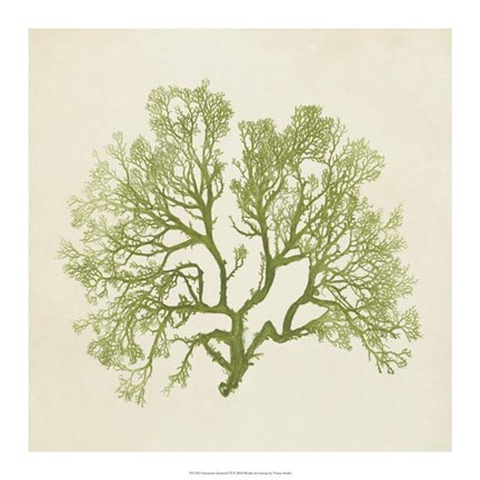 Framed Chromatic Seaweed VI Print