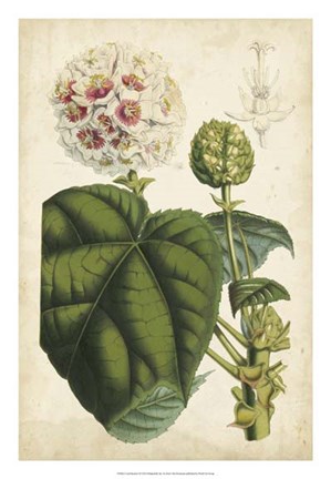 Framed Coral Beauties II Print