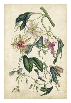 Framed Coral Beauties IV Print