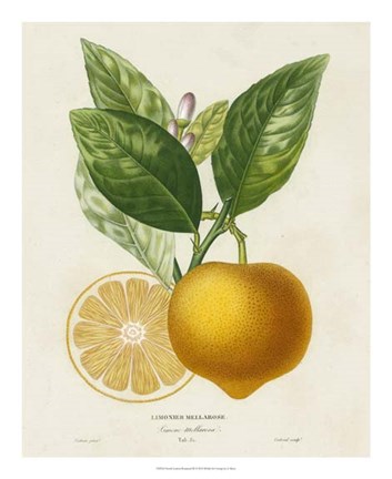 Framed French Lemon Botanical III Print