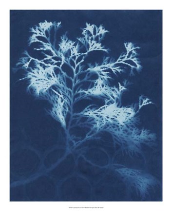 Framed Cyanotype No.4 Print