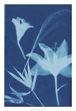 Framed Cyanotype No.19 Print