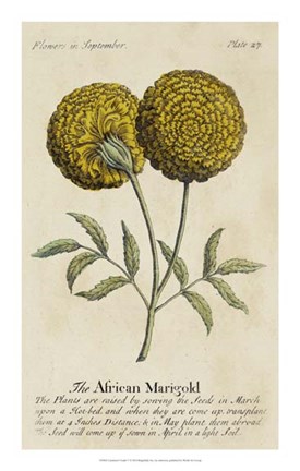 Framed Gardener's Guide V Print