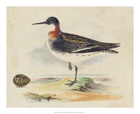 Framed Meyer Shorebirds II Print