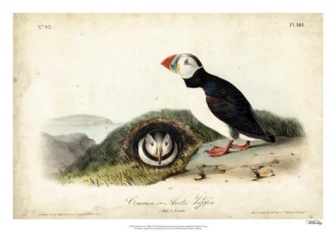 Framed Audubon Arctic Puffin Print
