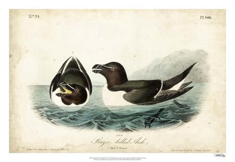 Framed Audubon Razor-billed Auk Print