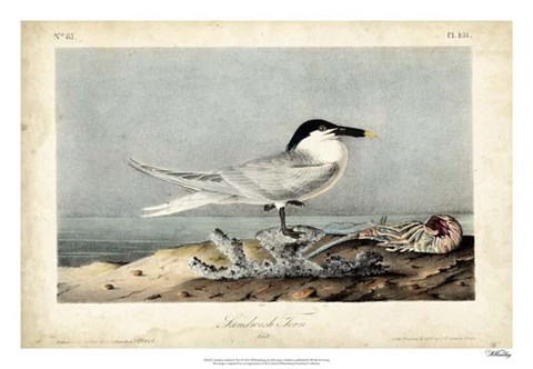 Framed Audubon Sandwich Tern Print