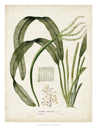 Framed Tropical Grass I Print