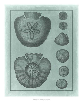 Framed Spa Shell Collection VI Print