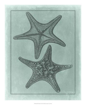 Framed Spa Shell Collection VII Print