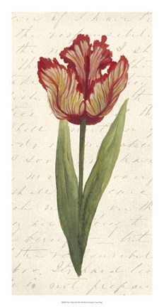 Framed Twin Tulips II Print