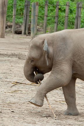 Framed Baby elephant with bamboo in trunk, Malaysia Print