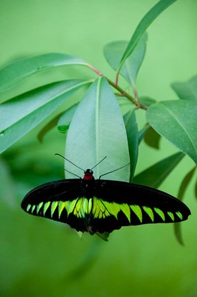 Framed Rajah Brooke's Birdwing, Malaysia's national butterfly Print
