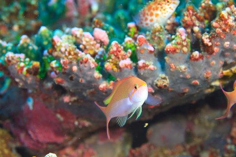 Framed North Huvadhoo Atoll, Southern Maldives, Indian Ocean Print