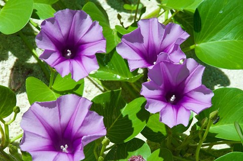 Framed Thailand, Ko Miang Island, Similan Island flowers Print