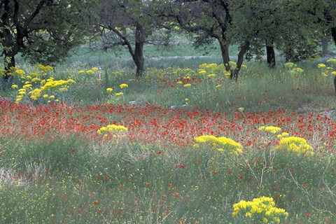 Framed Rural Landscape and Wildflowers, Cappadocia, Turkey Print