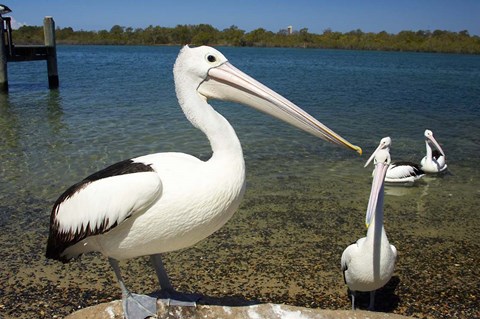 Framed Australian Pelican, Australia Print