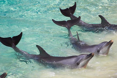 Framed Dolphins, Sea World, Gold Coast, Queensland, Australia Print