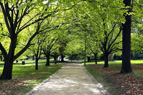 Framed Pathway and Trees, Kings Domain, Melbourne, Victoria, Australia Print
