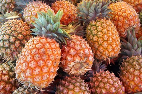 Framed Pineapples, Sunshine Coast, Queensland, Australia Print