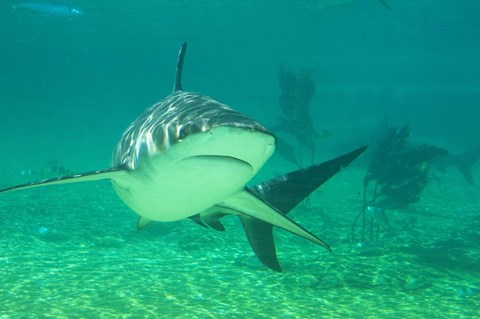 Framed Shark, Sea World, Gold Coast, Queensland, Australia Print