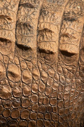 Framed Detail of Crocodile Skin, Australia Print