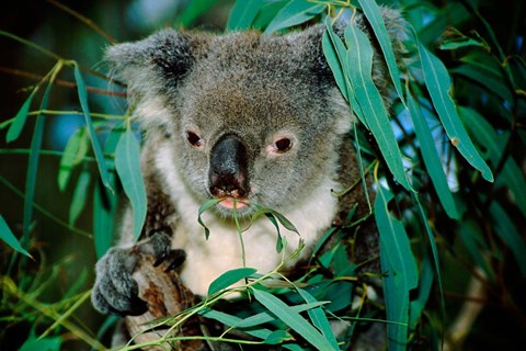 Framed Koala Eating, Rockhampton, Queensland, Australia Print