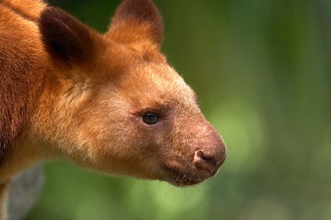 Framed Tree Kangaroo, Australia Print