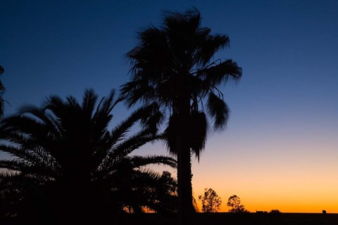 Framed Palm Trees, Sunset, Stuart Highway, Outback, Australia Print