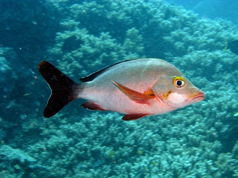 Framed Paddletail fish, Agincourt, Great Barrier Reef, Australia Print