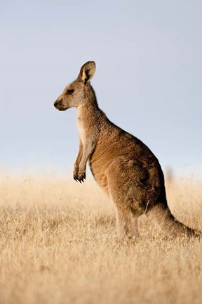 Framed Eastern Grey Kangaroo portrait lateral view Print