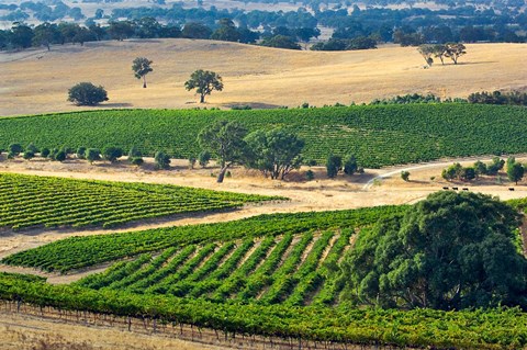 Framed Mountadam vineyard winery on High Eden Road, Barossa Valley, Australia Print