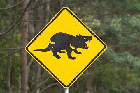 Framed Tasmanian Devil warning sign, Tasman Peninsula, Australia Print