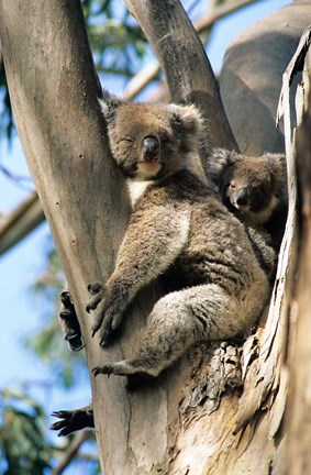 Framed Mother and Baby Koala on Blue Gum, Kangaroo Island, Australia Print