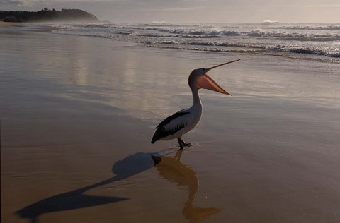 Framed Australian pelican bird on the beach, Stradbroke Island, Australia Print