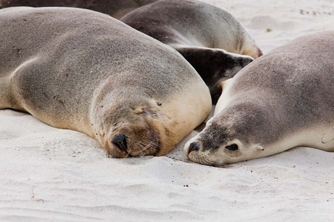 Framed Australian Sea Lion, Kangaroo Island, South Australia Print