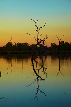 Framed Dead trees, Lily Creek Lagoon, Lake Kununurra, Australia Print