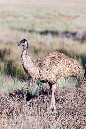 Framed Emu wildlife, Australia Print