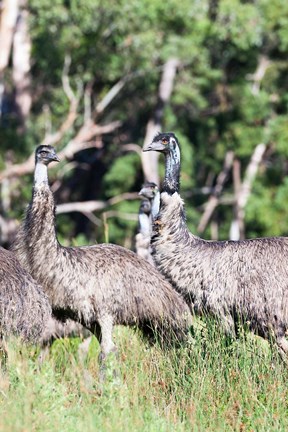 Framed Emu wildlife, Victoria, Australia Print