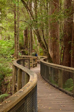Framed Footpath Through Forest to Newdegate Cave, Tasmania, Australia Print