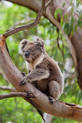 Framed Koala wildlife in tree, Australia Print