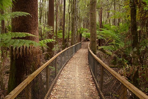 Framed Tall Trees Walk, Mount Field National Park, Tasmania, Australia Print