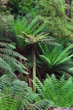 Framed Tree Fern in Melba Gully, Great Otway NP, Victoria, Australia Print