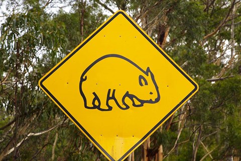 Framed Wombat warning sign, Tasman Peninsula, Australia Print