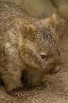 Framed Common Wombat, Marsupial, Australia Print