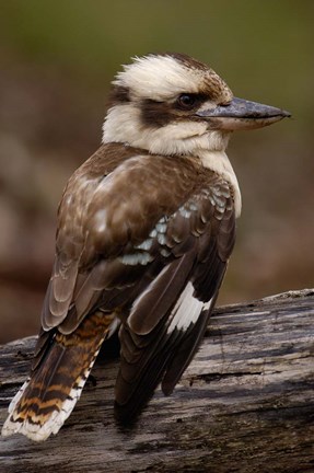 Framed Laughing kookaburra bird, Stradbroke Island, Australia Print