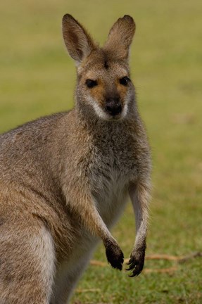 Framed Pretty-faced Wallaby wildlife, AUSTRALIA Print