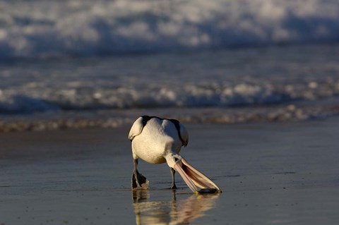 Framed Australian pelican bird, Stradbroke Island, Australia Print