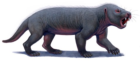 Framed Kayentatherium, a Mammal-like Tritylodont of the Jurassic Period Print
